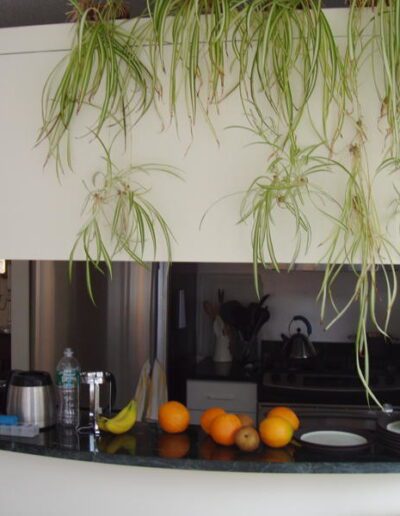 Hanging indoor plants above a kitchen counter with various items including fruits and kitchen appliances.